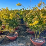 Javor dlaňolistý (Acer palmatum) ´GOING GREEN´ - výška 180-200 cm, kont. C90L - VIACKMENNÝ BONSAJ